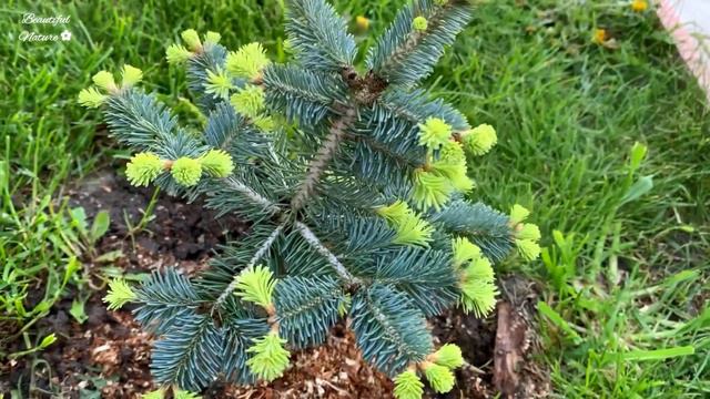 ✿ Хвойные и Тюльпаны🌷 в саду • Безумно Вдохновляющая и Красивая Музыка • Relaxing Videos смотреть онлайн
