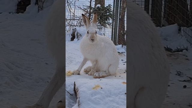 Ну очень вкусно! Беляк Пуша смотреть онлайн