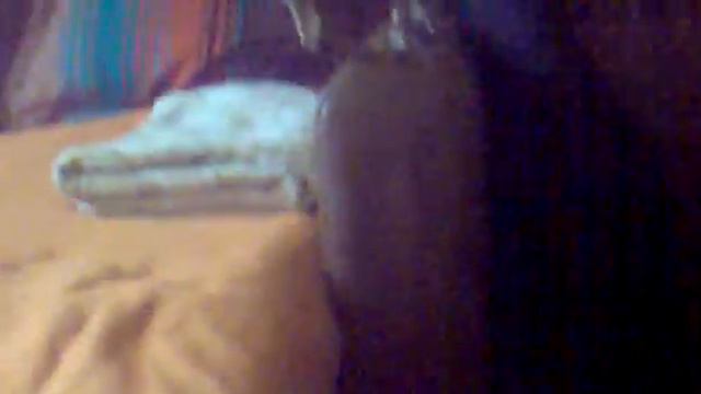 Той-терьер поет под саксофон смотреть онлайн