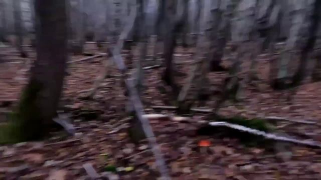 Чудо-лес в ноябре. Грибы были везде ✨? смотреть онлайн