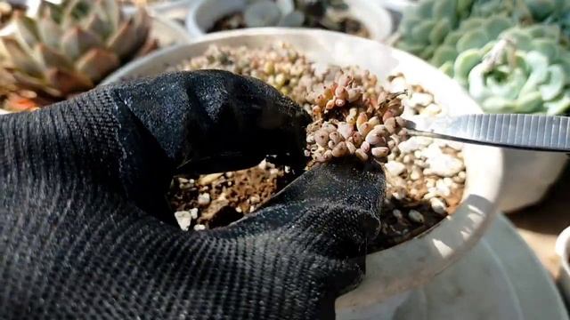 114 GRAPTOPETALUM PACHYPHYLLUM BLUE BEAN SUCCULENT CARE || Succulent Care Tips 다육식물 多肉植物 Suculentas смотреть онлайн