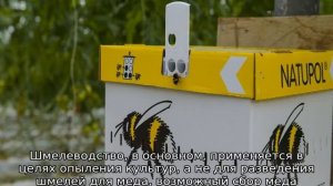 Разведение шмелей
