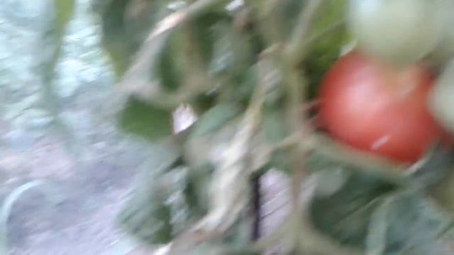 Выращиваем помидоры в теплице. Дача смотреть онлайн