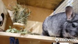 Сколько стоит завести шиншиллу.