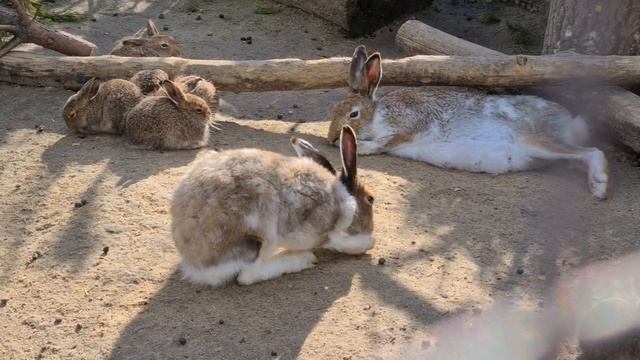 Мама-папа-ты-я - вместе дружная семья... зайцев. смотреть онлайн