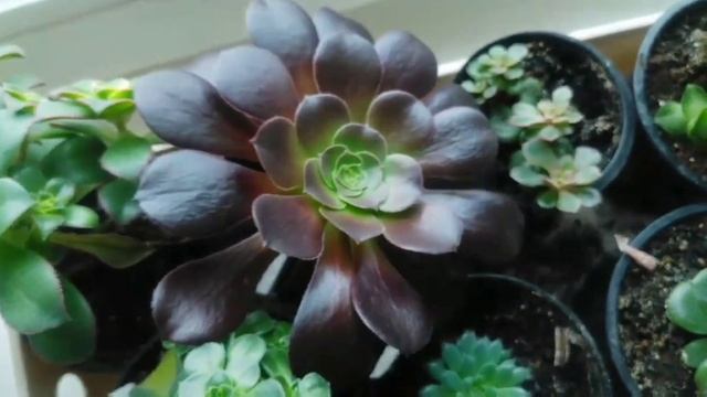 Очень много новостей! Влог #succulents #суккуленты #эхеверия #суккулент #крассула #хавортия