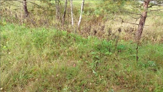 Немецкая военная узкоколейка в окрестностях Знаменки смотреть онлайн