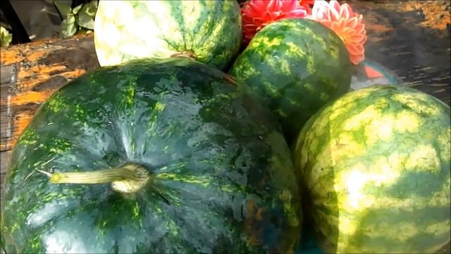 Арбузная грядка в сентябре смотреть онлайн