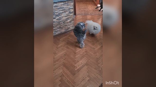 Жили у бабуси два весёлых гуся?