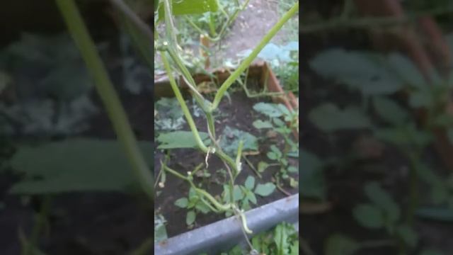 Чудо Огурцы часть 2 смотреть онлайн