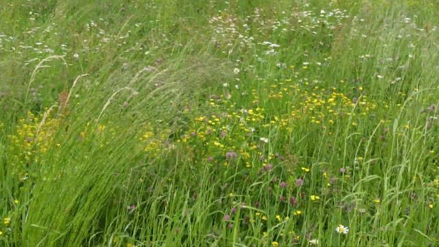 4K. Beautiful Summer Flowers. смотреть онлайн