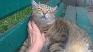 Очень толстый кот сидит на лавочке