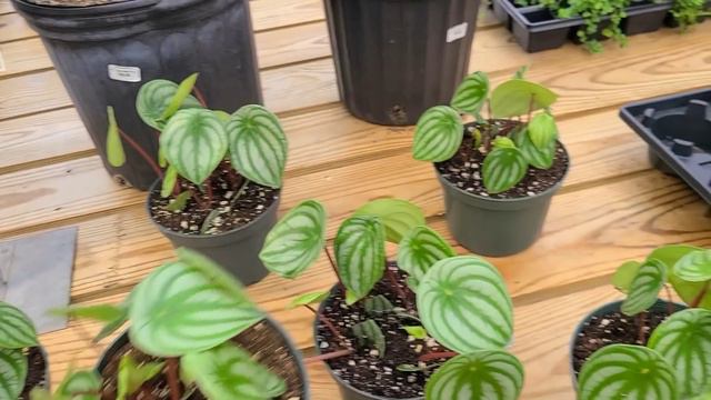 PLANT SHOPPING & GREENHOUSE TOUR || I Found RARE Wishlist Alocasia in Connecticut!! 😍 смотреть онлайн