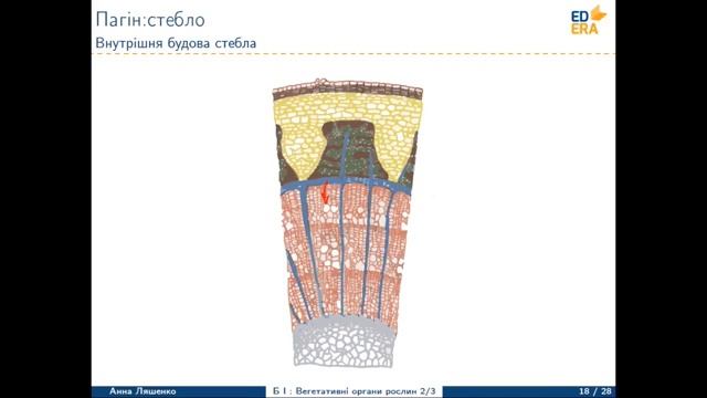 Пагін: стебло та бруньки. Видозміни пагона (Стебло) смотреть онлайн