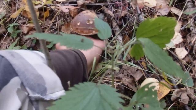 Белые грибы в сентябре. #Галкинtv смотреть онлайн