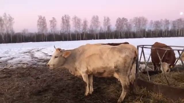 Утренняя дойка телятами смотреть онлайн