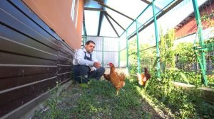 Лучшие куры-несушки. Каждый день по яйцу!  Ломан Браун.