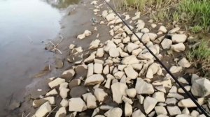 Охота началась! Симовая рыбалка.Вишневый лосось Сахалина. Сахалинская рыбалка & Sakhalin fishing