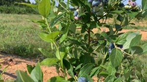 Краткий видеообзор сортов голубики.  Торо. 18.07.21