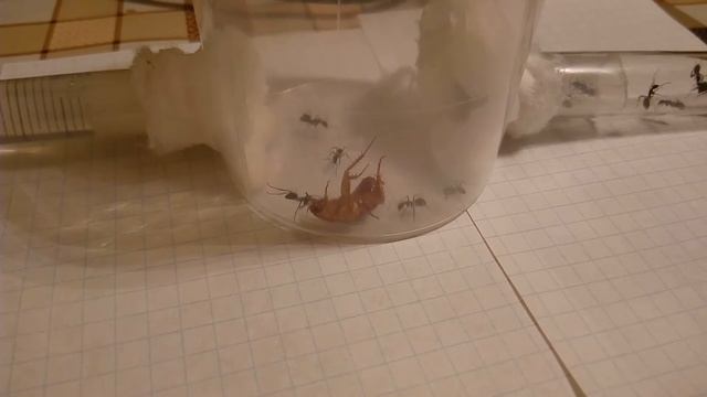 C. Parius обнаружил придавленного туркменского таракана