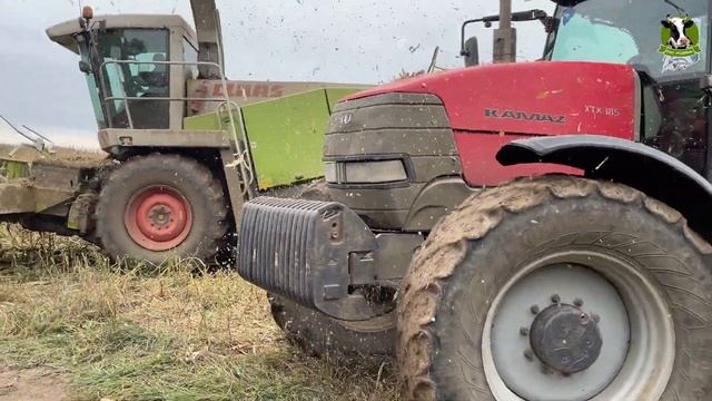 Уборка кукурузы на силос 2022, Россия, Московская область, ООО 