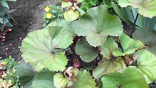 ЧОРНОБРИВЦІ. БАРХАТЦЫ. 2018 год смотреть онлайн