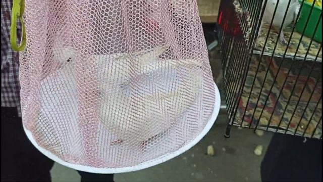Biggest Sunday Birds Market Lalukhet 29-10-2023 Latest Update | Urdu/Hindi смотреть онлайн