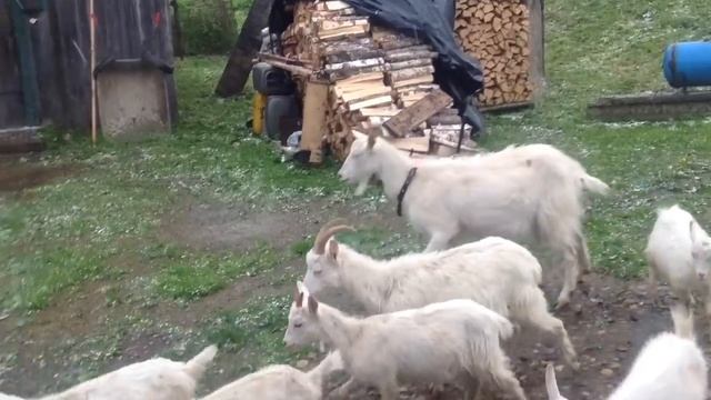 Лето в деревне.Град. смотреть онлайн