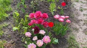 Обзор сортов тюльпанов на даче 2021. Лучшие сорта