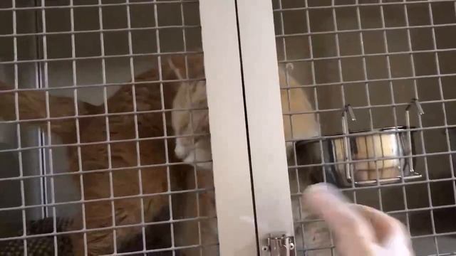 котик Абрикосик вернулся из ветеринарной клиники смотреть онлайн
