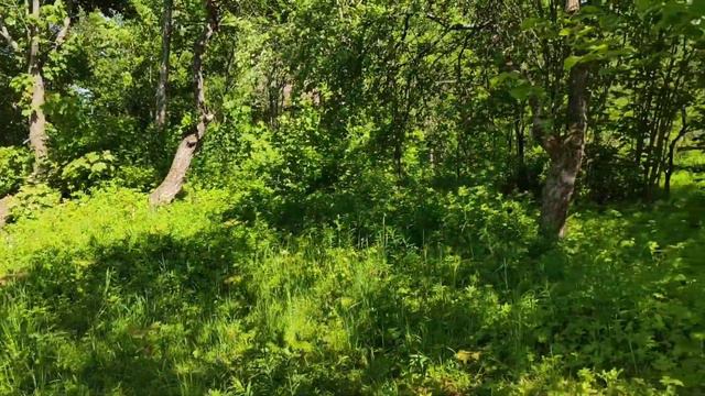 участок 12 соток д. Верхние Осельки смотреть онлайн