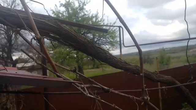 И снова кишмиш Юпитер. Молодой 3-х летний кустик. смотреть онлайн