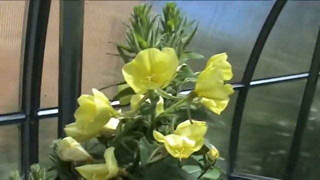 Лунник смотреть онлайн