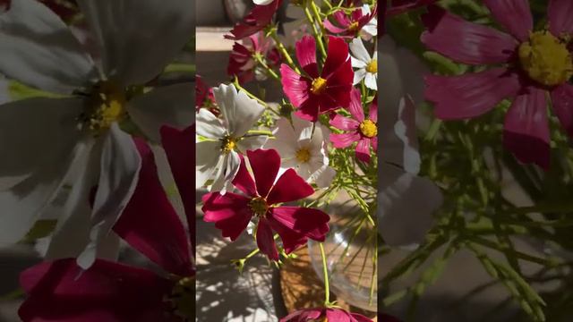 Космея из холодного фарфора