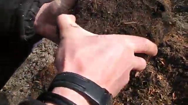 посадка голубики весной в яму. сорт XXl смотреть онлайн