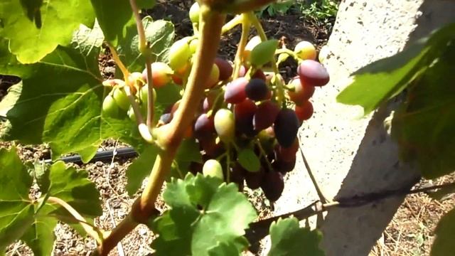 Защитные мешочки для винограда смотреть онлайн