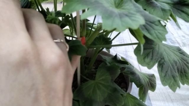 #247.Стеллары-формируем пышный кустик с черенка! смотреть онлайн