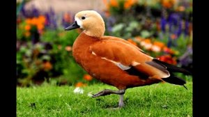 Пение птиц - Огарь