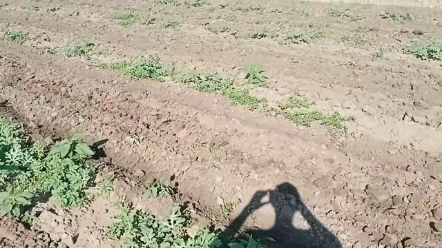 Арбуз "АУ Продюсер пвп" Вторая культивация междурядия. смотреть онлайн