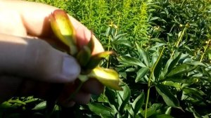 Размножение пионов семенами