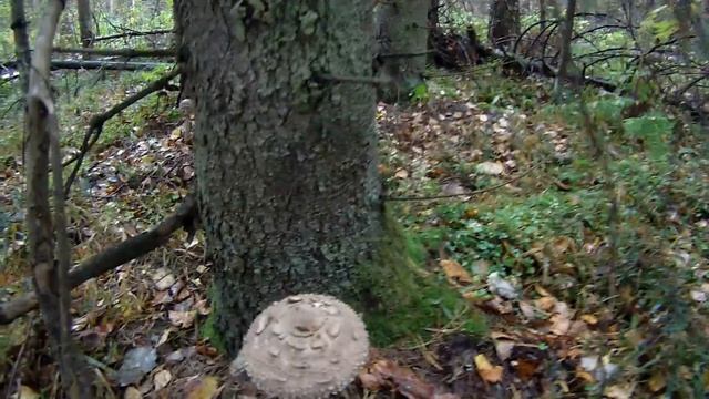 Гриб Зонтик в лесу смотреть онлайн