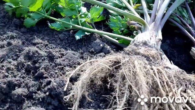 Какой вырос корневой сельдерей. Как хранить зимой смотреть онлайн