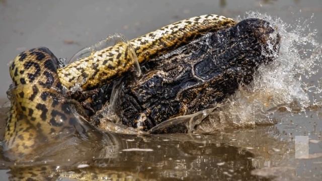6 Animals That Could Defeat A Komodo Dragon смотреть онлайн