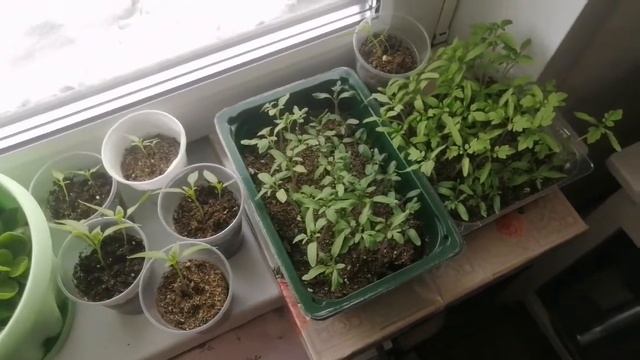 Жизнь в деревне. Винегрет на ужин.