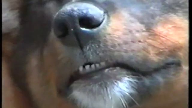 КЛИП Спят усталые... смотреть онлайн