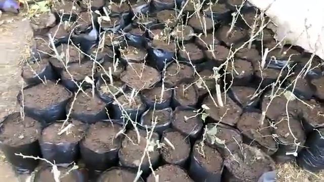 Фундук в пакетах продолжение второй части смотреть онлайн
