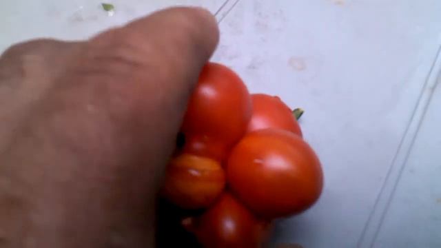 Daves patio garden reisetomate tomato смотреть онлайн