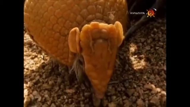 Броненосец шар смотреть онлайн