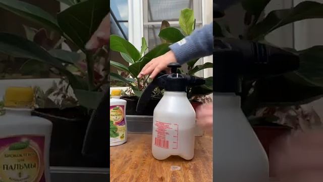 Чем подкормить фикусы смотреть онлайн