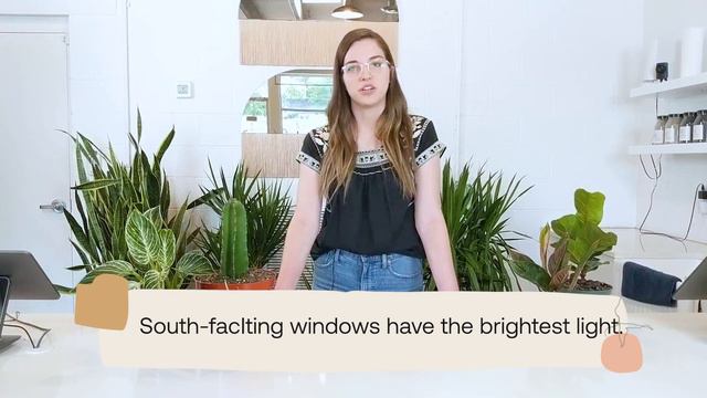 Plant Light 101 | How To Find The Right Light For Your Houseplant | Flora Plant Shop Nashville